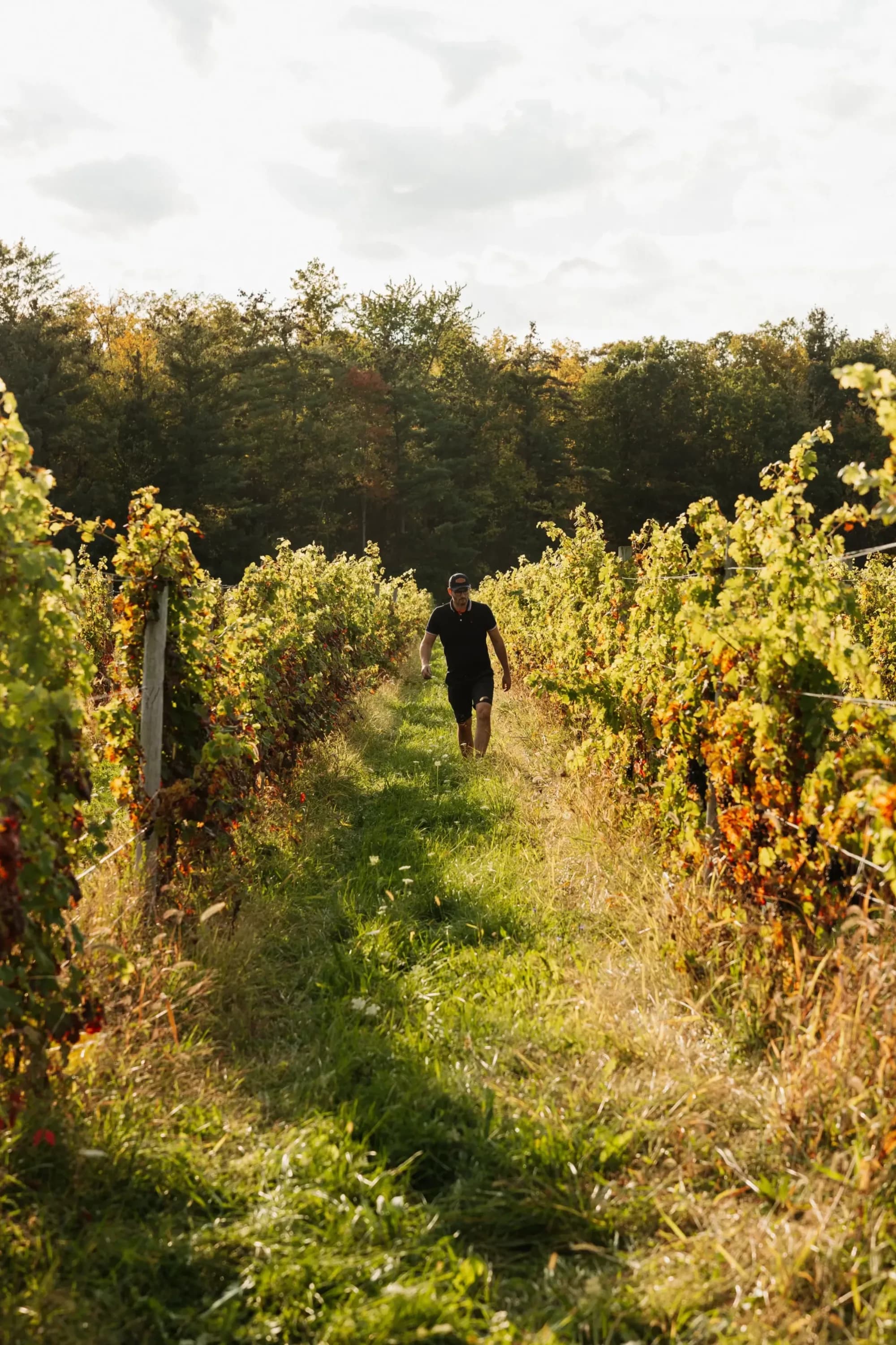Vineyard rows turning golden on the hillside above Keuka Lake in fall