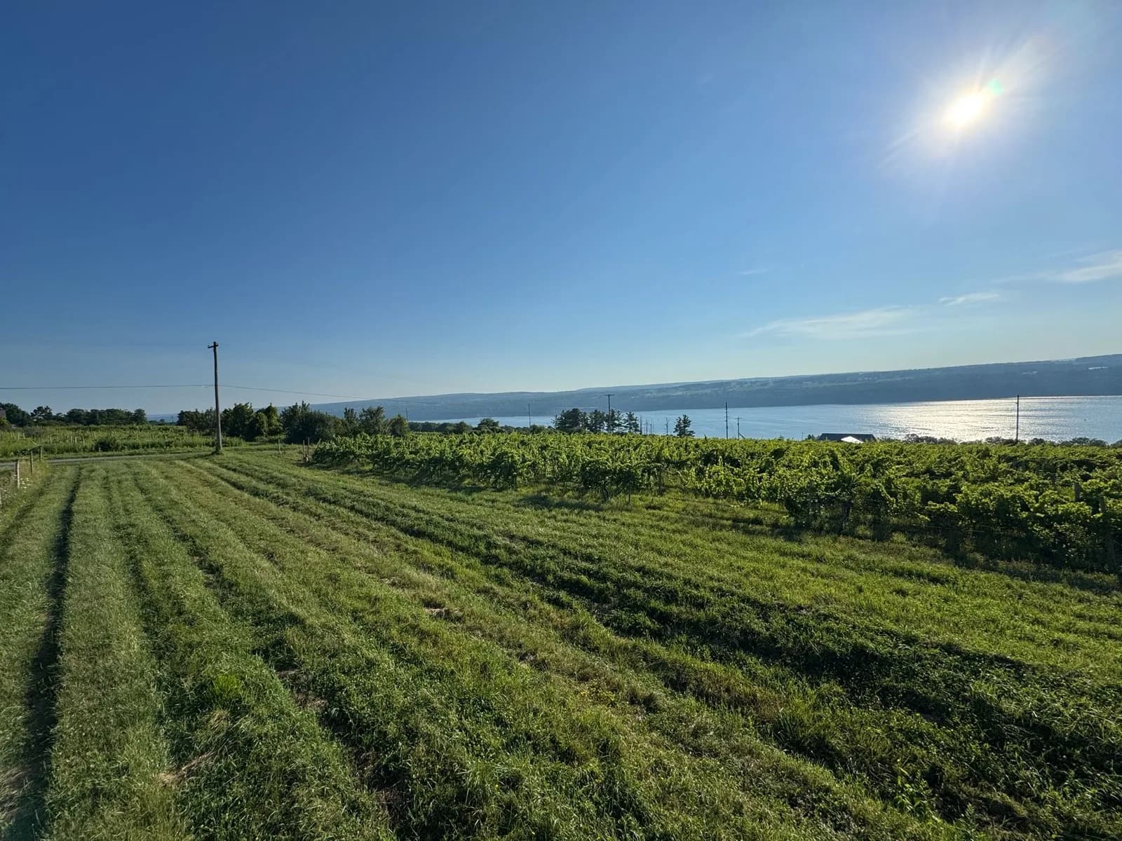 The 1976 vineyard above Seneca Lake at 1487 Heritage, during harvest